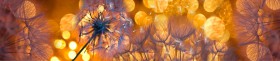 Кухонный фартук Одуванчики золотистые 3 мерцание серебро в Енисейске - enisejsk.katalogmebeli.com | фото