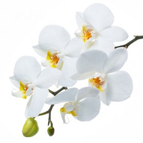 Стол обеденный Танго белый/Орхидея в Енисейске - enisejsk.katalogmebeli.com | фото 3